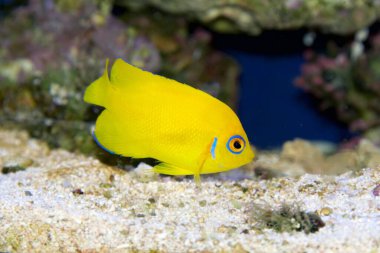 Lemonpeel Angelfish (