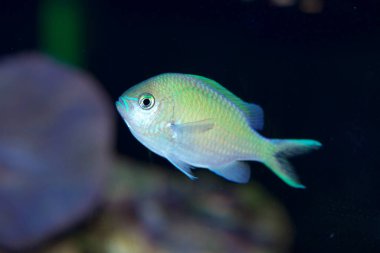 Mavi Yeşil Krom, Chromis Viridis, popüler küçük bir akvaryum tuzlu su balığı.