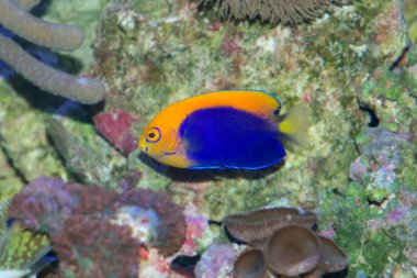 Afrika alevli pigme balığı, Centropyge akanthops