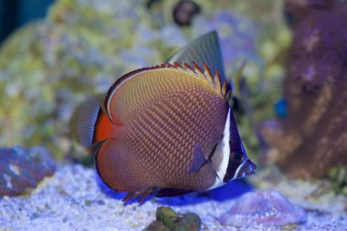 Pakistan Kelebek Balığı, Chaetodon tasması, Kırmızı Kuyruklu Kelebek Balığı olarak da bilinir.