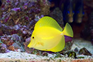 Sarı Tang, Zebrasoma flavescens, akvaryum ticaretinde popüler bir tropikal deniz balığı.
