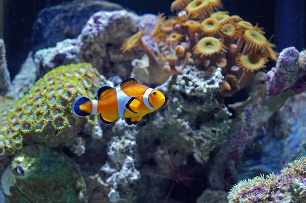 Yaygın Palyaço Balığı, Amphiprion Osellaris, resif ortamında yüzüyor.