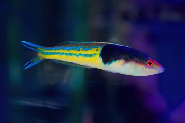Kraliyet Kalem Yolu veya Mulitcolor Wrasse, Pseudojuloides Severnsi.