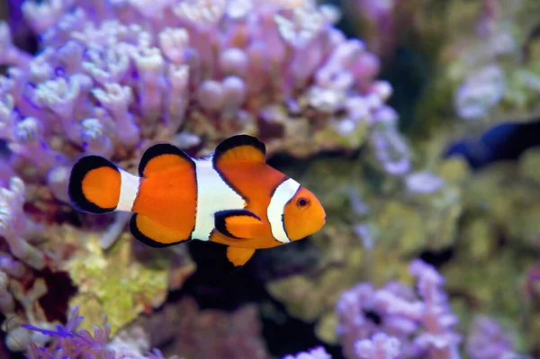 Yaygın Palyaço Balığı, Amphiprion Osellaris, resif ortamında yüzüyor.