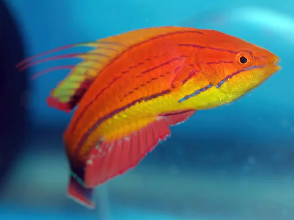 Carpenter 's Flasher Wrasse (Paracheilinus marangozu)