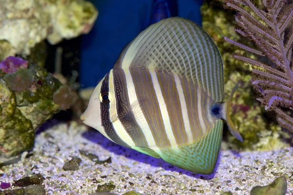 Pasifik Sailfin Tang, Zebrasoma veliferum, resif ayarı