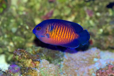 Mercan Güzel Melek Balığı, Centropyge Bispinosa, Hint Pasifik 'ten bir cüce ya da pigme melek balığı.