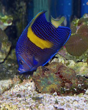 Genç Maculosus Melek Balığı, Sarı Bant, Harita, Mavi Ay Melek Balığı, Pomacanthus maculosus olarak da bilinir.