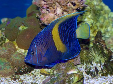 Genç Maculosus Melek Balığı, Sarı Bant, Harita, Mavi Ay Melek Balığı, Pomacanthus maculosus olarak da bilinir.
