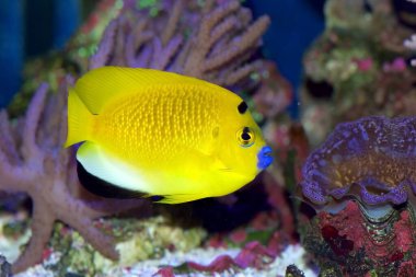 Flagfin veya Siyah Leke Melek Balığı, Apolemichthys trimaculatus