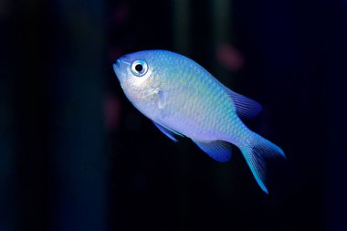 Mavi Yeşil Krom, Chromis Viridis, Pasifik Okyanusu 'ndan popüler bir deniz resifi akvaryumu balığı.