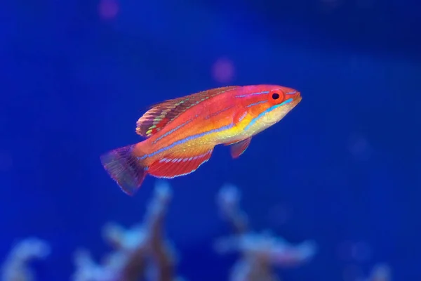 Erkek McCosker 's Flasher Wrasse, Paracheilinus Mccoskeri