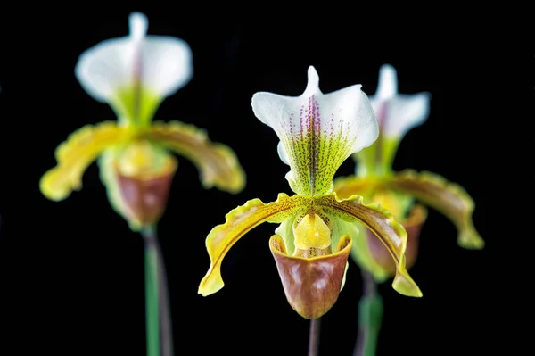 레에아 Paphiopedilum Leeanum Orchid 지방에서 수있는 이색적 꽃이다 — 스톡 사진