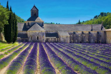 Abbaye de Senanque, Fransa 'nın güneyinde Gordes yakınlarında 12. yüzyıldan kalma ve lavanta tarlalarıyla ünlü bir manastır.