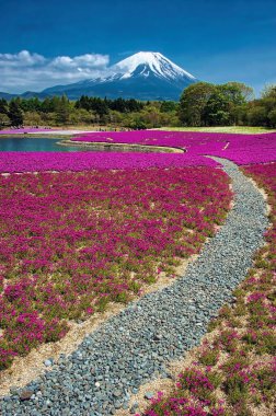Pembe yosun filizi ya da shiba zakura çiçeği ve çakıl yolu gözü Japonya 'nın Yamanashi ilindeki Fuji Dağı' na götürür.