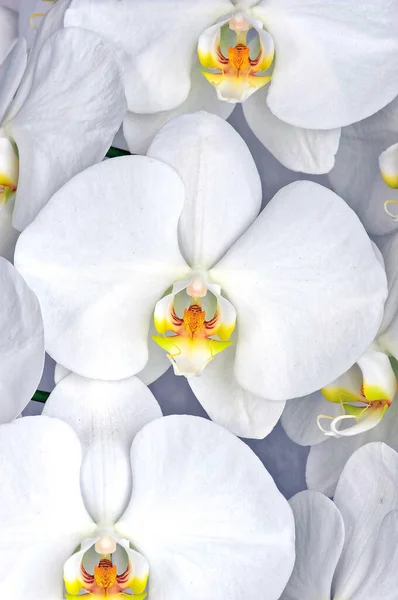 Phalaenopsis Bianco Puro Orchidea Della Farfalla — Foto Stock
