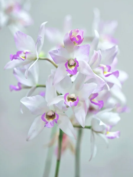 Caulaelia Orchid Mizoguchi Princess Kiko Joga Beautiful White Orchid Flower — Stock Photo, Image