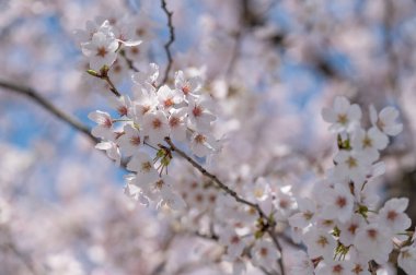 Japonya 'nın en yaygın çiçek açan kiraz ağacı Somei Yoshino' dan Japon kiraz çiçeği veya Sakura.