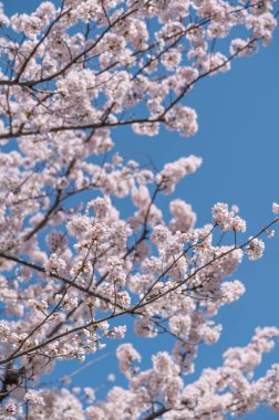 Japonya 'nın en yaygın çiçek açan kiraz ağacı Somei Yoshino' dan Japon kiraz çiçeği veya Sakura.