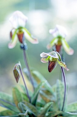 Orkide çiçeği Paphiopedilum Thailandense, egzotik görünümlü bir orkide.