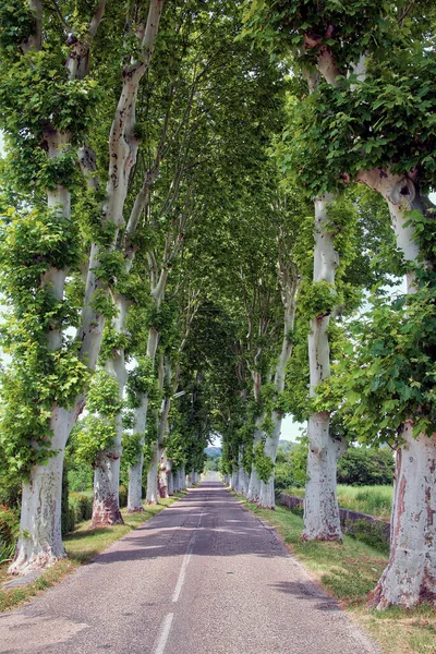 Güney Fransa 'da Tree Line Bulvarı