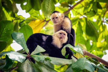 Capuchin Maymunları, Kosta Rika 'daki Manuel Antonio Ulusal Parkı' nın kumsalındaki ağaçlarda.