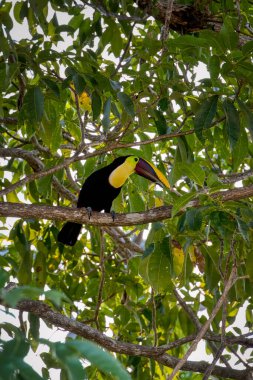 Manuel Antonio, Kosta Rika 'da sarı boğazlı bir tukan.