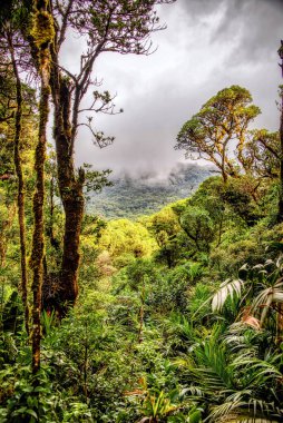Monteverde, Kosta Rika 'nın tropikal bulut ormanı
