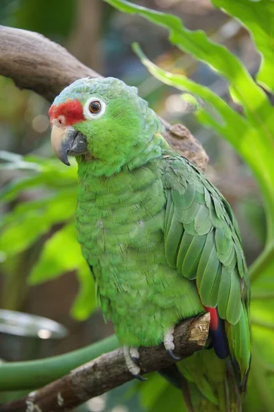 Kırmızı taçlı Amazon, aynı zamanda kırmızı taçlı papağan, yeşil yanaklı Amazon veya Meksika kızıl saçlı papağan olarak da bilinir.