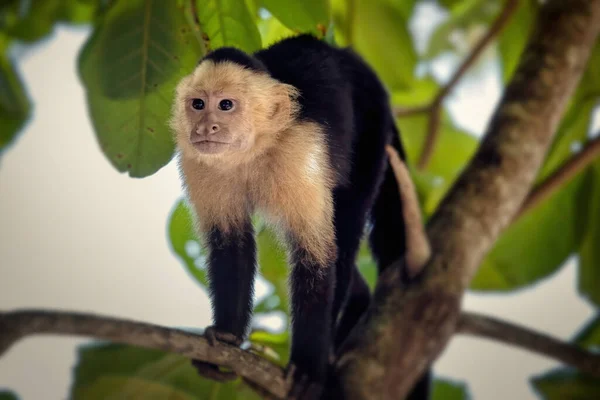 Capuchin Maymunları, Kosta Rika 'daki Manuel Antonio Ulusal Parkı' nın kumsalındaki ağaçlarda.