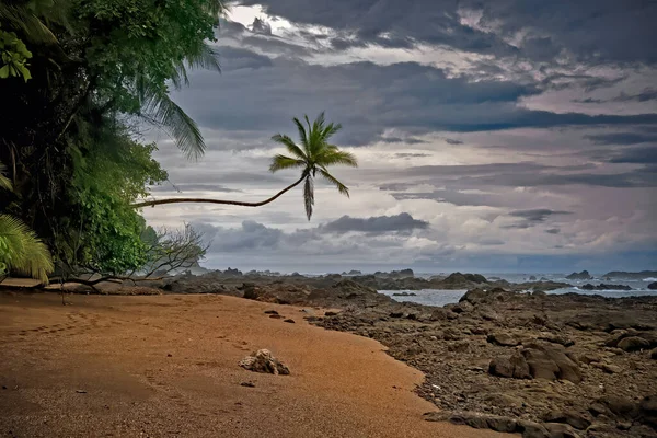 Kosta Rika 'daki Corcovado Ulusal Parkı' nda palmiye ağaçları olan plaj, Osa Yarımadası.