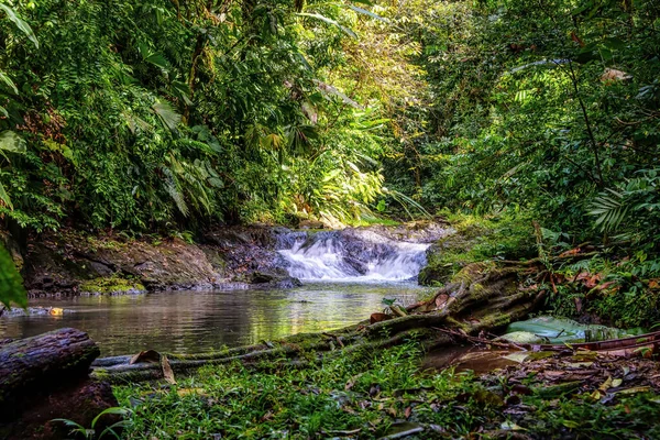 Kosta Rika 'nın Corcovado Ulusal Parkı' nın doğal güzelliği, Osa Yarımadası, bir Orta Amerika cenneti.