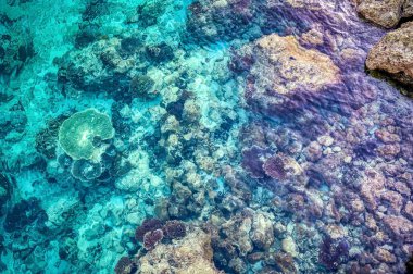 Okinawa Japonya 'daki berrak sularda mercan resifi görülüyor.