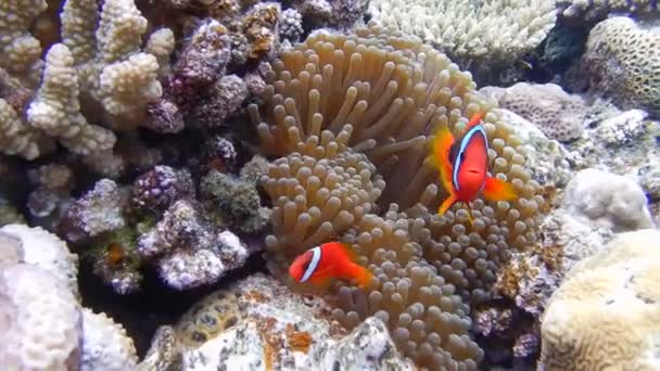 Two Tomato Clownfish Amphiprion Frenatus Defend Bubble Tip Anemone Entacmaea — Vídeos de Stock
