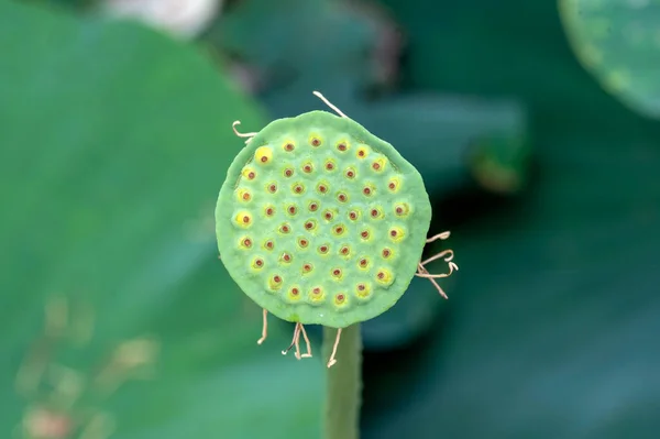 Pink Lotus Flowers Nelumbo Nucifera Also Known Indian Sacred Lotus — Fotografia de Stock