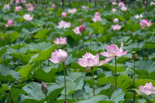 Pembe Lotus çiçekleri, Nelumbo nucifera, aynı zamanda Hindistan ya da Kutsal Lotus olarak da bilinir, Temmuz ayında Tokyo 'da bir parkta çiçek açar.