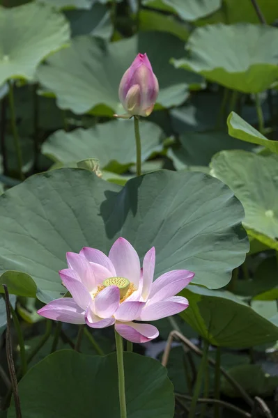 Pink Lotus Flowers Nelumbo Nucifera Also Known Indian Sacred Lotus — Photo