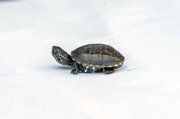 Baby Reeves Turtle Mauremys Reevesii Znany Również Jako Chiński Żółw — Zdjęcie stockowe