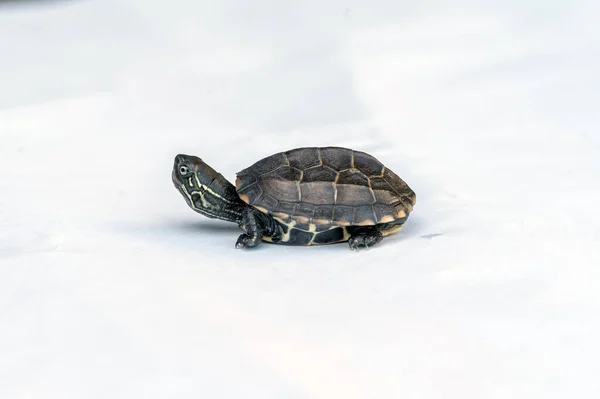 Baby Reeves Turtle Mauremys Reevesii Also Known Chinese Pond Turtle — Stock Photo, Image