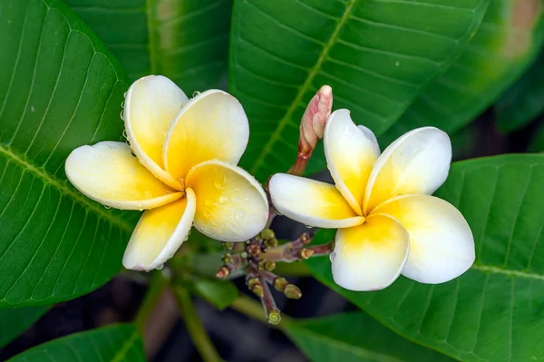 Plumeria Lemon Ice Hybrid Plumeria Frangipani Flowering Tropical Tree Scented — Stock Photo, Image