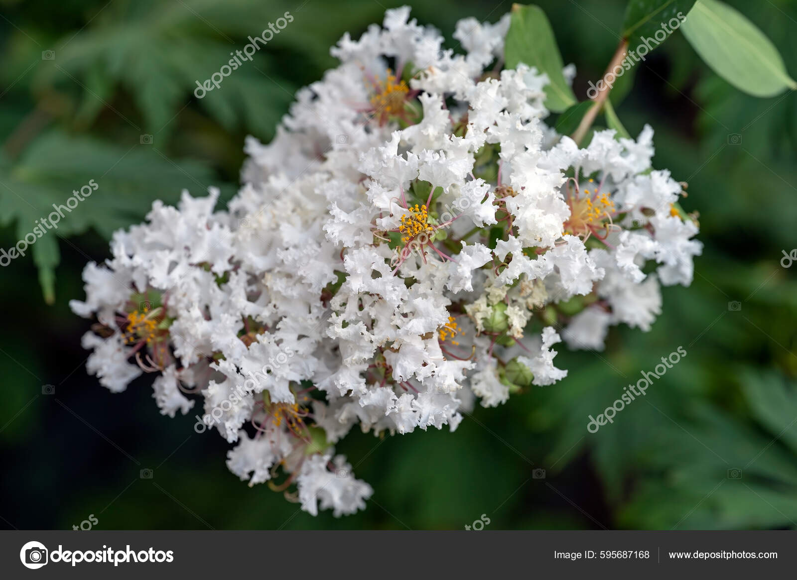 White Hybrid Lagerstroemia Indica Crape Myrtle Also Crepe Myrtle