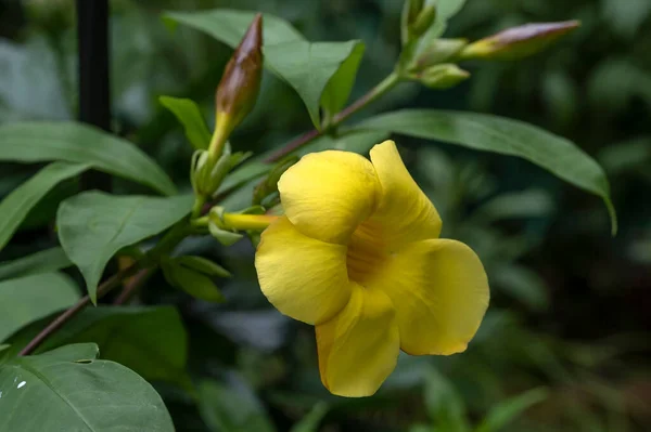 Allamanda Cathartica Hendersonii Quick Growing Tropical Yellow Flowered Vine Brown — 스톡 사진