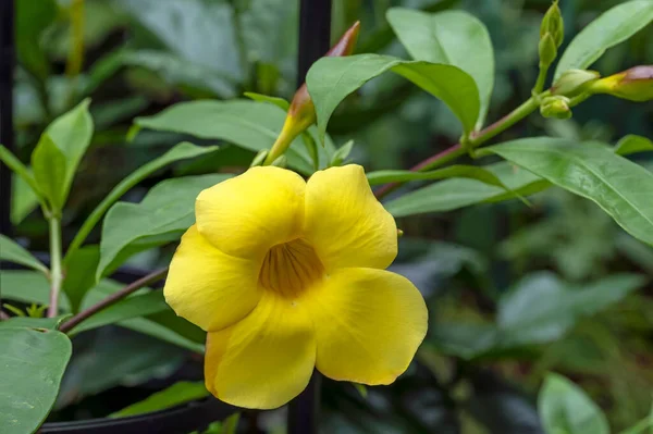 Allamanda Cathartica Hendersonii Быстро Растущая Тропическая Желтоцветковая Виноградная Лоза Коричневыми — стоковое фото