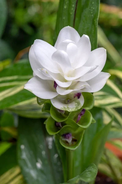 Commonly Called Siam Tulip Tulip Ginger Curcuma Alismatifolia Tropical Sub — Photo