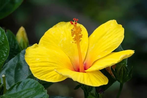 Yellow Tropical Hibiscus Hibiscus Rosa Sinensis Flower Red Throat Stigma — Photo
