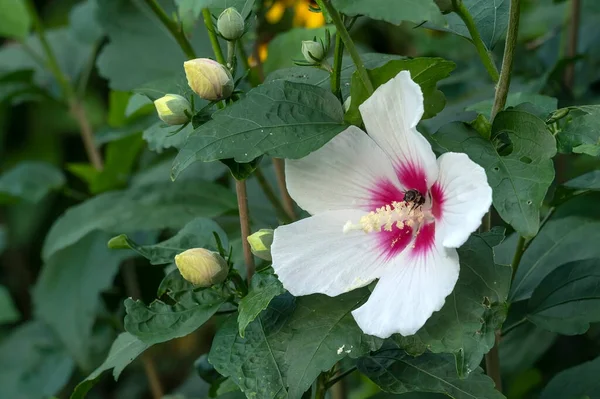 Bee Gathers Pollen Hardy Hibiscus Hibiscus Syriaticus Flower — 스톡 사진