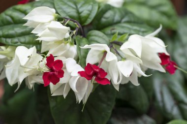 Bleeding Heart vine, Clerodendrum thomsoniae, a tropical vine with beautiful white and red flowers