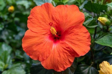 Hibiscus Hera, an orange flowered hibiscus named after Hera, Goddess of women and family, sister of Zeus.