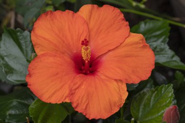 Hibiscus Hera, an orange flowered hibiscus named after Hera, Goddess of women and family, sister of Zeus.