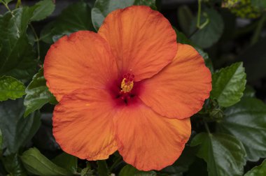 Hibiscus Hera, an orange flowered hibiscus named after Hera, Goddess of women and family, sister of Zeus.